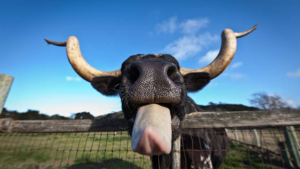 Dow Jones Futures Rise, Nasdaq Eyes Key Level; Tesla, Amazon, Defense Firms In Focus