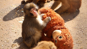 What made IKEA and Punch the monkey the perfect viral moment?