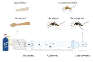 Different people attract different mosquito species
