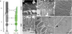 A strange new eye cell is rewriting how vision works