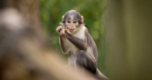 A monkey ate the wrong squirrel – and started an outbreak