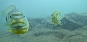 These fish know exactly when you're staring at their offspring