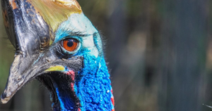 This dangerous bird has a secret hiding in plain sight