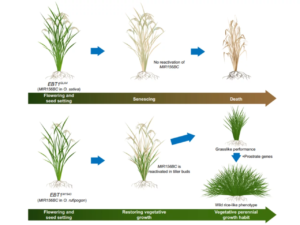 Genetic discovery could change how rice is grown around the world, but at a cost