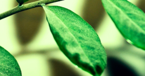 Plants can 'eat' the dust that falls onto their leaves