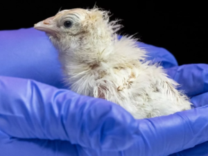 US company claims it made an artificial egg in a plan to 'de-extinct' birds