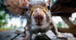 Brains of hibernating squirrels could reveal new treatments for stroke