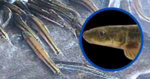 Watch: Daredevil fish climb 50-foot waterfall in never-seen-before video