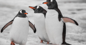 Penguin-inspired material can switch between heating and cooling modes