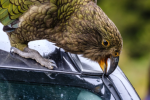 Watch: Disabled parrot takes up jousting to stay king of the keas