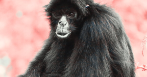 Amazon's monkeys have contracted a deadly disease from us