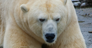 Polar bear death in Svalbard linked to highly pathogenic bird flu