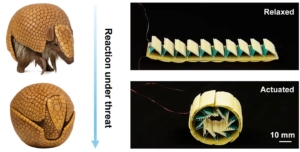 Future robots could avoid damage by rolling up like armadillos