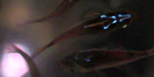 In a first, this animal hijacks the power of bioluminescence from its victims
