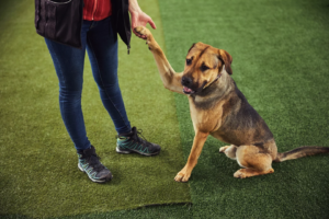 The paw your dog favors is a window into their brain and behavior
