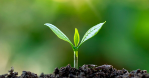 Study predicts when the last plants on Earth will die