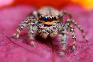 Spider eyes inspire ultra-efficient depth-sensing camera