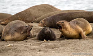 Gallery: Australian Geographic Nature Photographer of the Year finalists