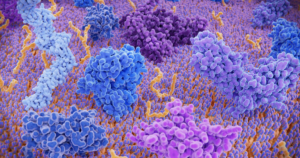 Lifespan-extending human trial to rejuvenate old and tired immune cells