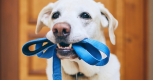 Your dog’s walk offers clues of early signs of canine dementia