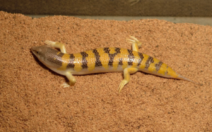 Lizard-inspired wiggly wheels let Mars rover swim through sand