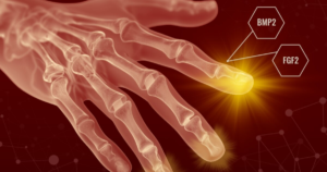Our bodies may be able to regrow lost limbs after all