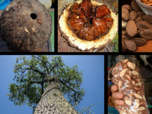 One nut could be our best chance at saving the Amazon from deforestation