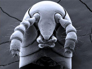 Rare 'white whales' push back date of millipede evolution