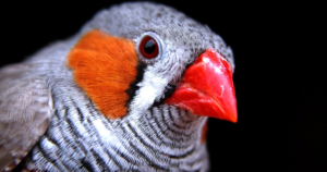 Decoding the verbal language of birds earns scientist lucrative prize